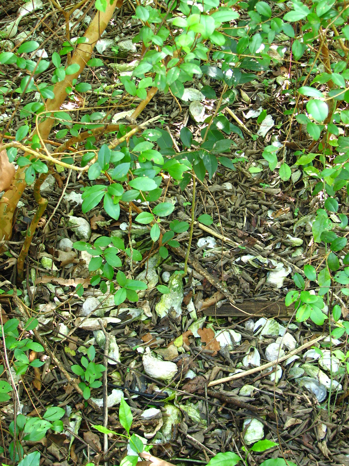 Turtle Mound, a 35-foot shell midden at Canaveral National Seashore left by Indigenous coastal people of the Ais-era cultural complex.