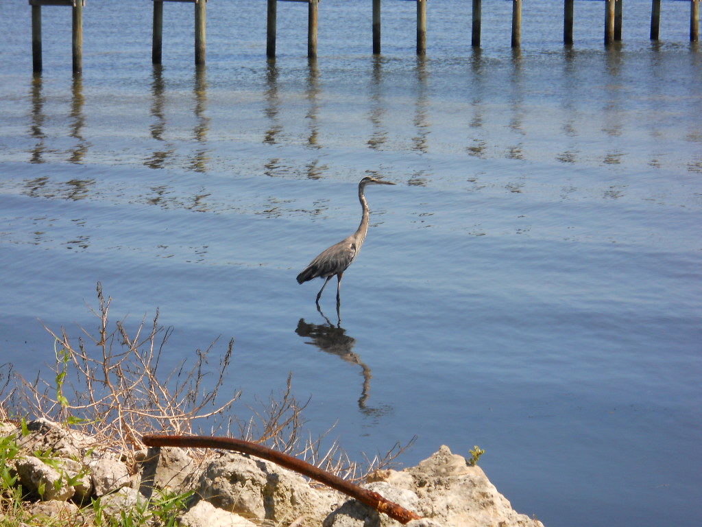 Blue heron at the Indian River Lagoon.