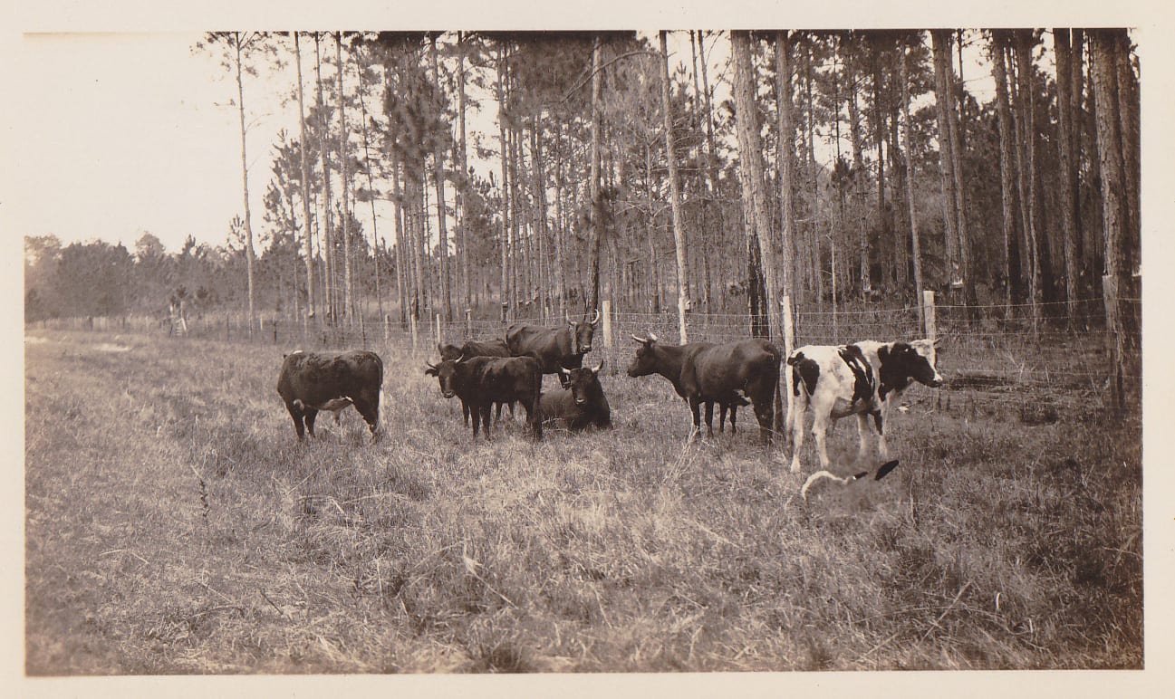 Florida agricultural land of the era when Brevard citrus was already in retreat.