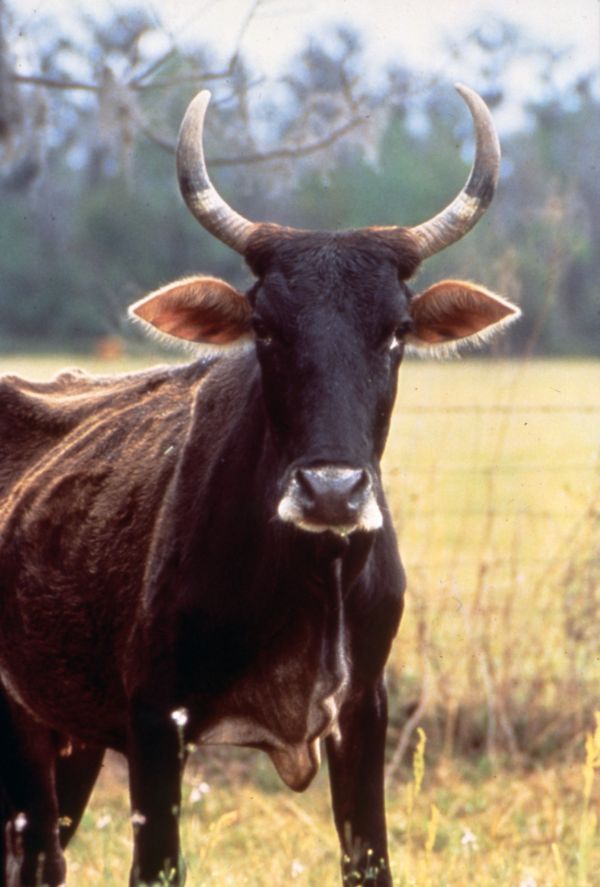 Florida Cracker cattle, the open-range breed that grazed Brevard before citrus arrived.