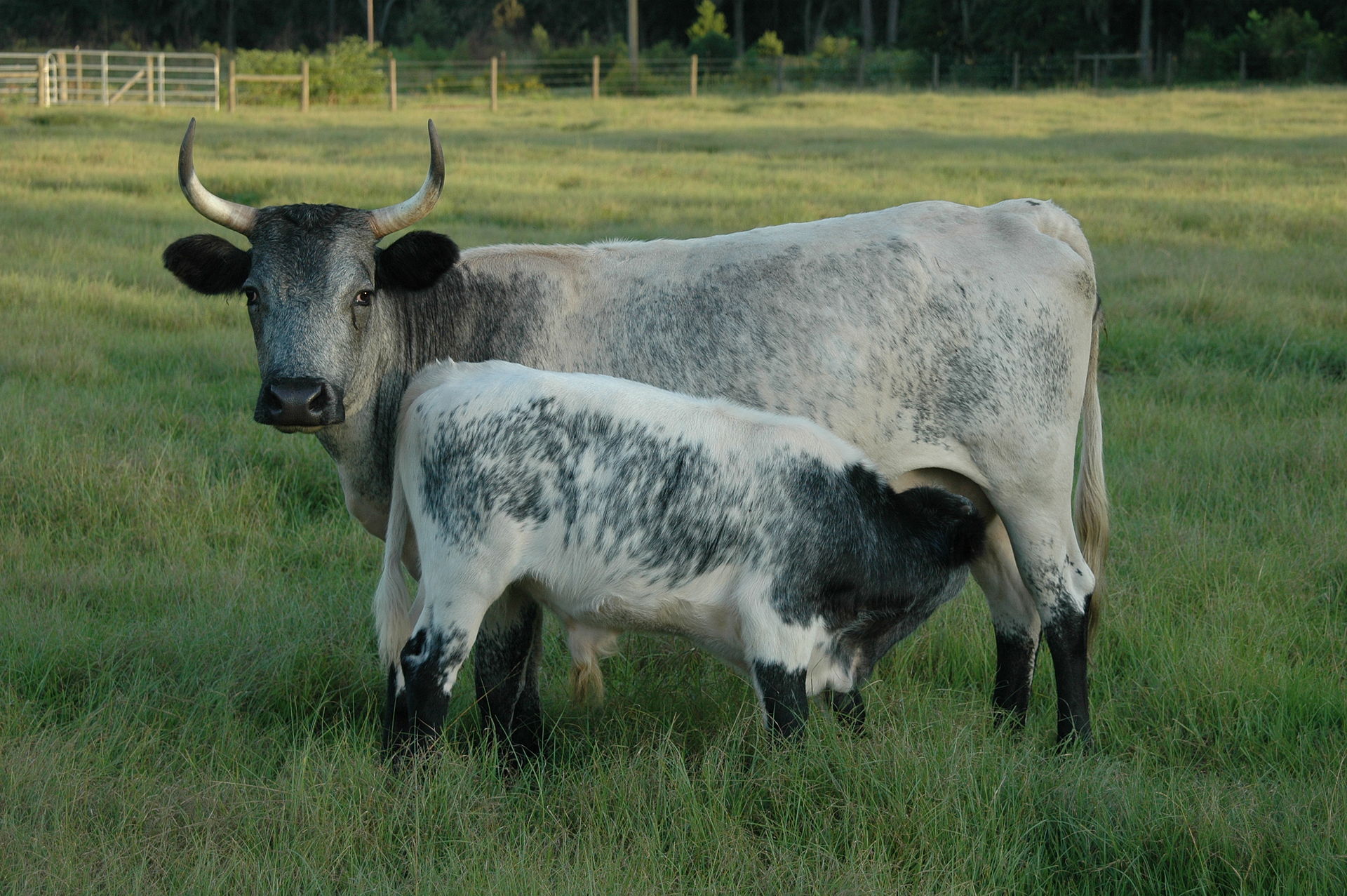 Florida Cracker cow and calf, descendants of the original colonial herds.