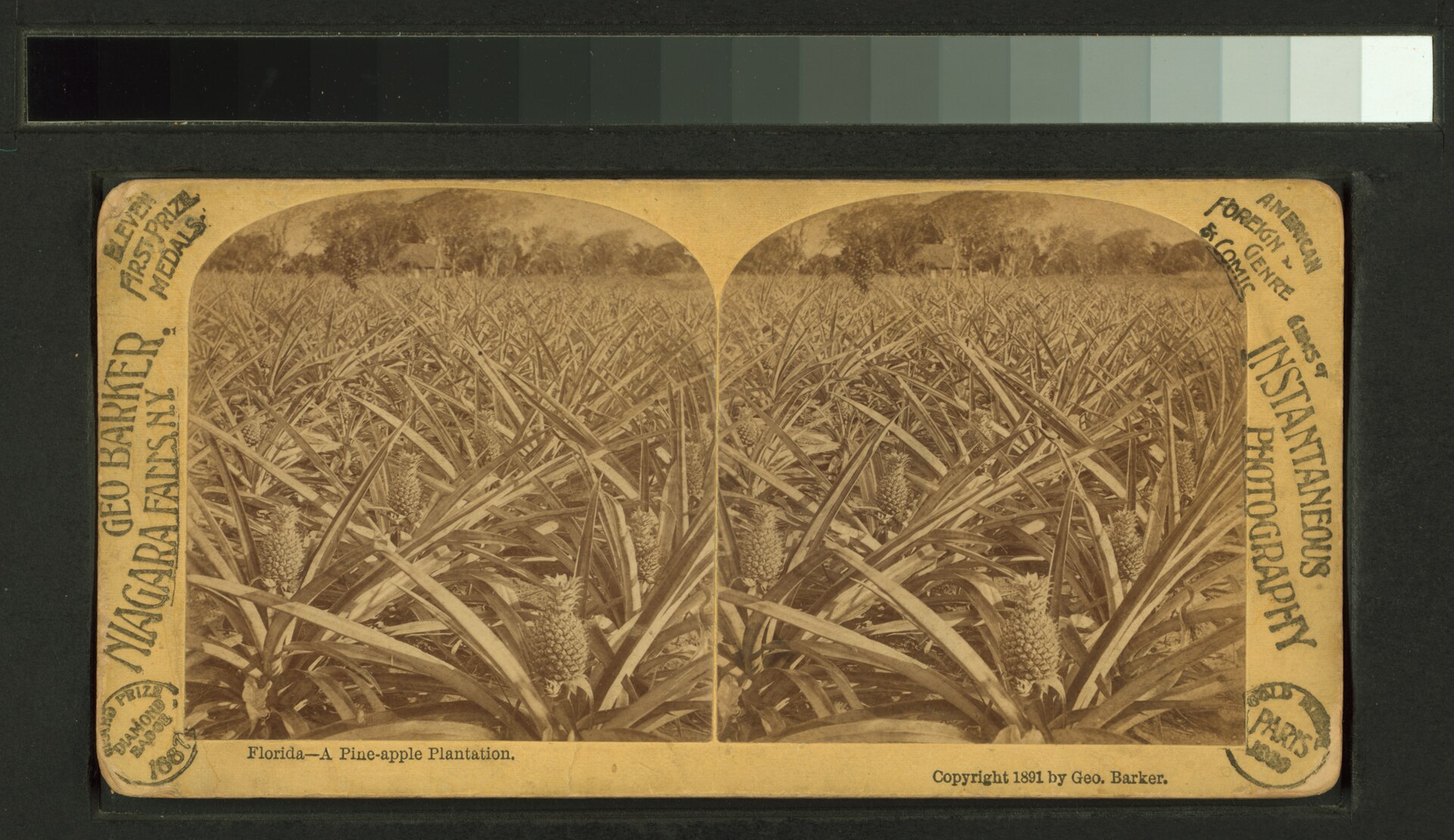 Late 19th-century Florida pineapple plantation photograph.