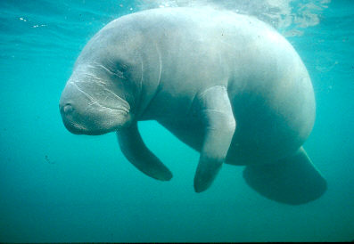 Underwater photograph of a Florida manatee in the Indian River Lagoon.