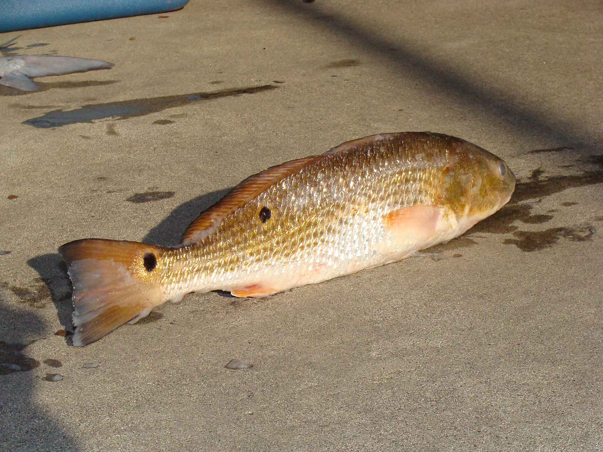 Red drum (Sciaenops ocellatus), the primary Mosquito Lagoon sport fish.