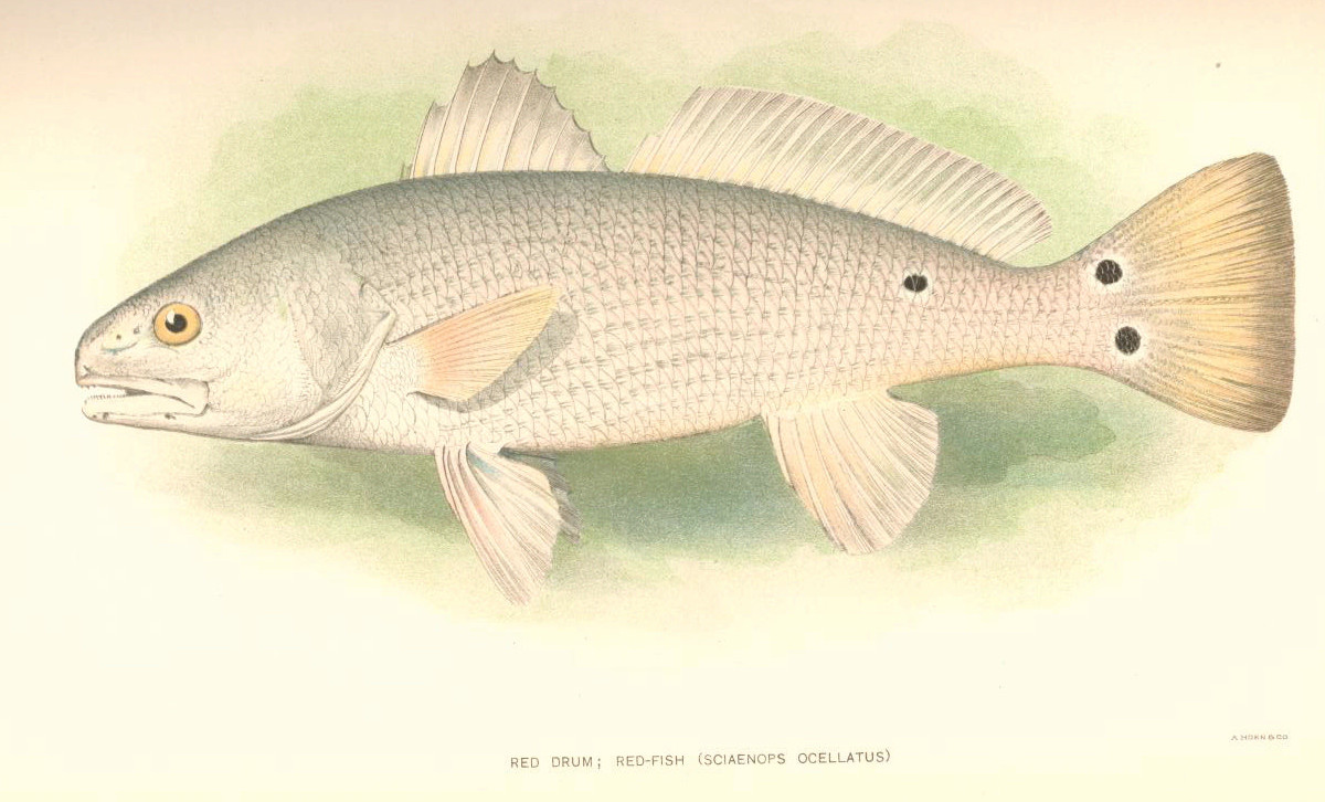 Historical scientific illustration of red drum.