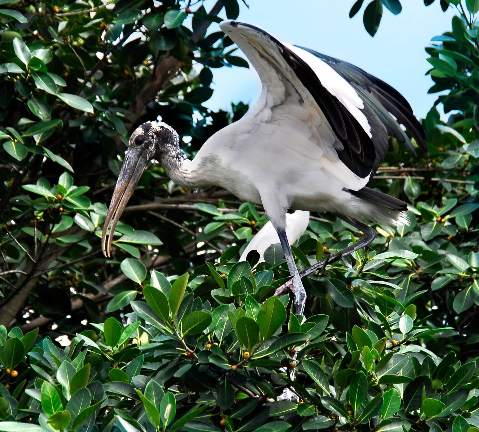 Wood stork at the Indian River Lagoon near New Smyrna Beach.